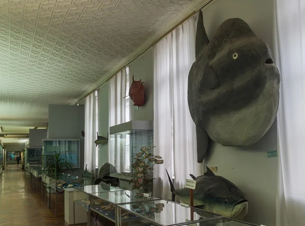 Exposition of Zoological Museum — Stock Photo, Image