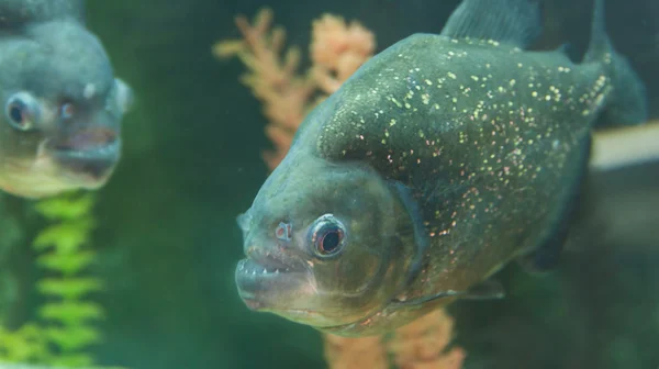 Piraña peces nadando en el acuario — Foto de Stock