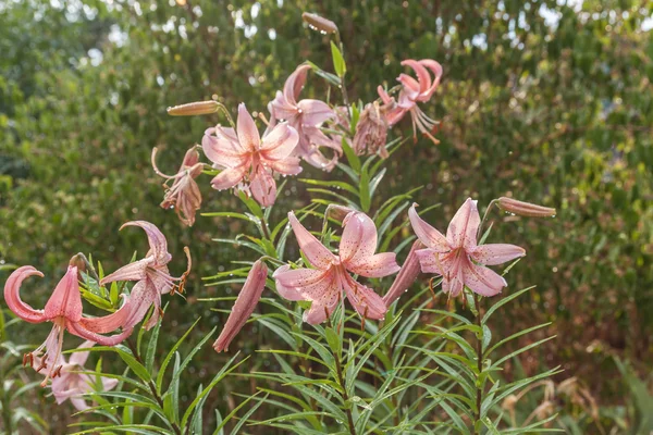 Pink lilies hybrids flowers — Stock Photo, Image