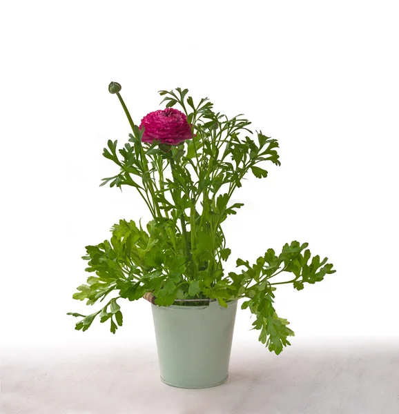 Flor de ranunculus magenta — Foto de Stock