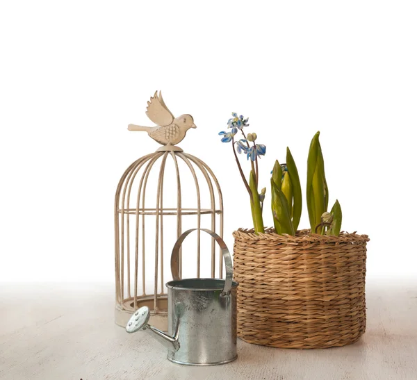 Decorative cage and scilla in basket — Stock Photo, Image