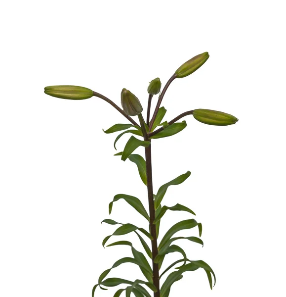 Zweig der Lilie mit Knospen — Stockfoto