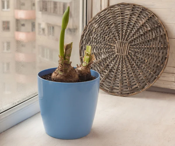 Knospe der Hippeastrum im blauen Topf — Stockfoto