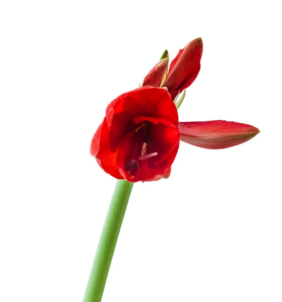Flor desabrochar Hippeastrum vermelho — Fotografia de Stock