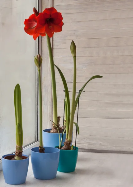 Blauwe potten met Hippeastrum planten — Stockfoto