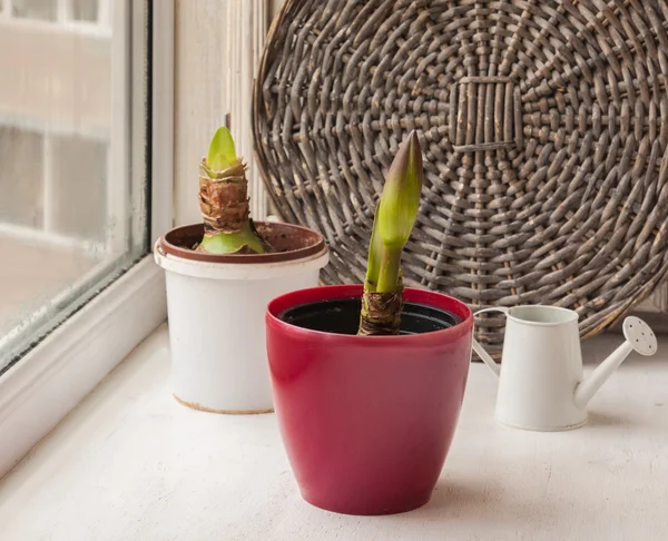 Brotes de Hippeastrum en macetas — Foto de Stock