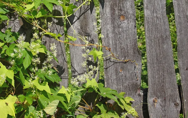 Цветущий Эхиноцистис на заборе — стоковое фото