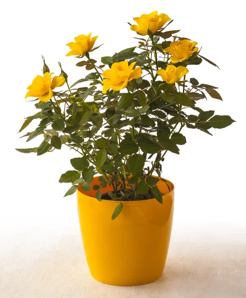Yellow roses in pot — Stock Photo, Image