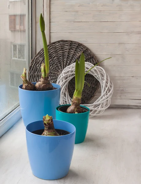 Blauwe potten met Hippeastrum planten — Stockfoto