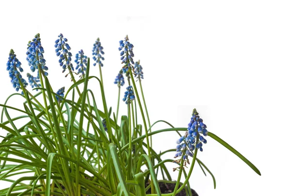 Blaue Muscari-Blumen — Stockfoto