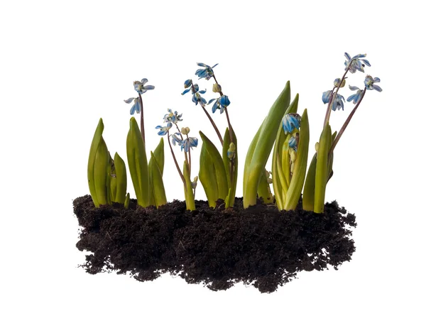 Scilla sibirica plants — Stock Photo, Image