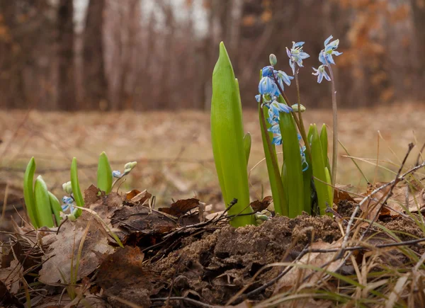 Scilla wächst im Wald — Stockfoto