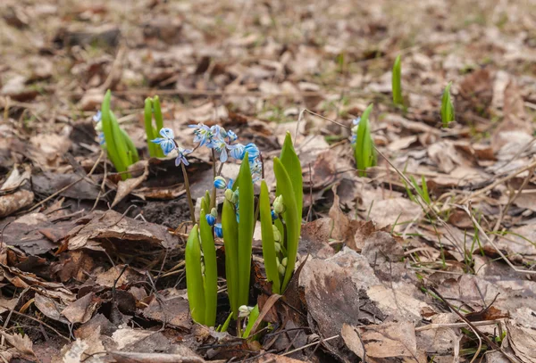 Prímulas de primavera Scilla sibirica — Fotografia de Stock