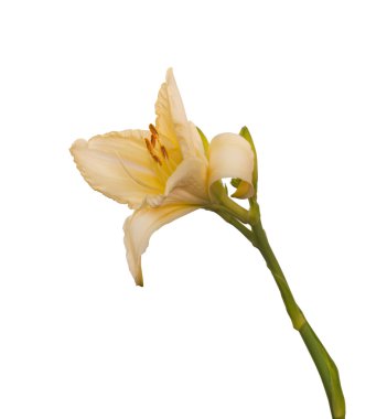 Beyaz daylily çiçek