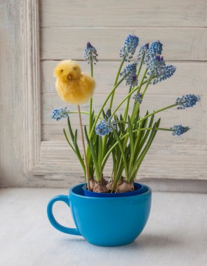 Mavi muscari çiçek Kupası