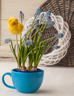 Mavi muscari çiçek Kupası