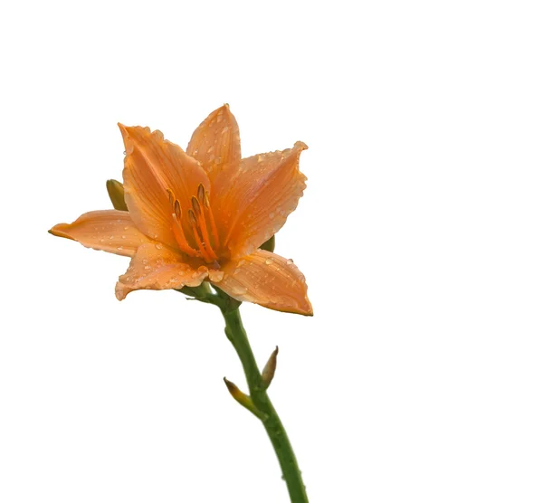 Miniaturní oranžová hemerocallis flower — Stock fotografie