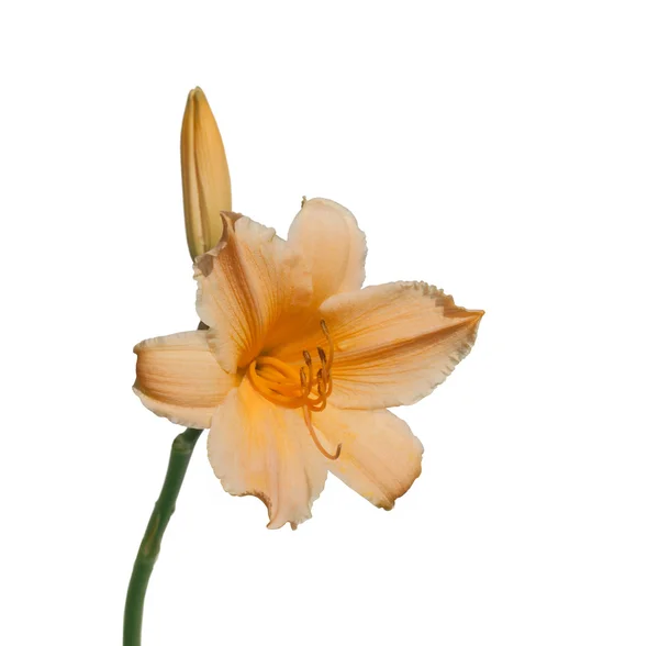 Orange miniature hemerocallis flower — Stock Photo, Image