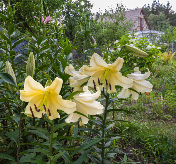 White lilies Oriental Hybrids