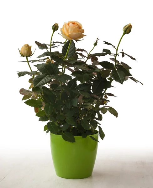 Yellow roses in green pot – stockfoto