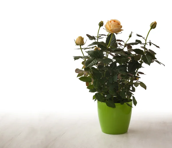 Gele rozen in groene pot — Stockfoto