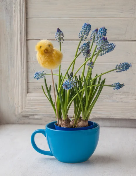 Muscari blauwe bloemen in Beker — Stockfoto