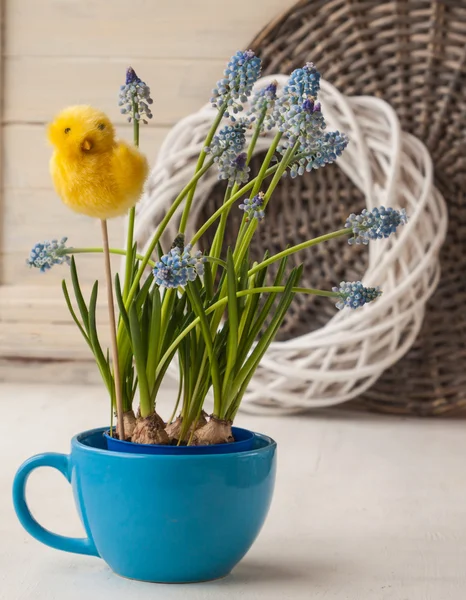 Muscari blu fiori in tazza — Foto Stock