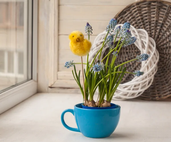 Flores de muscari azul en taza — Foto de Stock