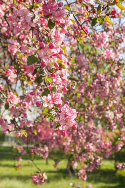 Güneşli çiçek açması sakura