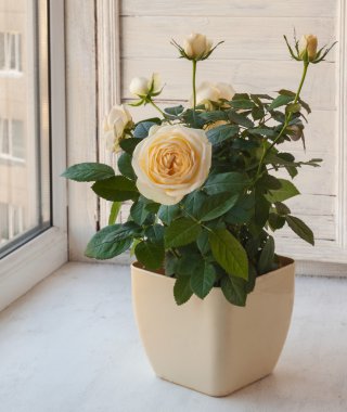 tencerede Sarı Gül