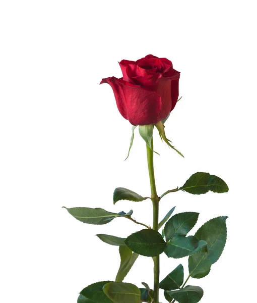 Beautiful Red rose — Stock Photo, Image