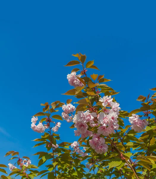 Bloeiende sakura op zonnige dag — Stockfoto