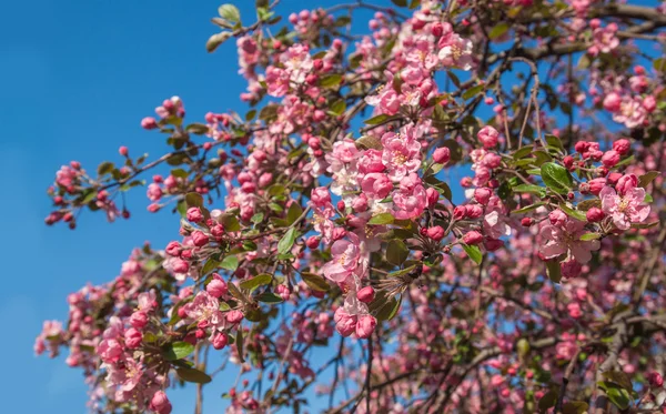 Fioritura sakura nella giornata di sole — Foto Stock