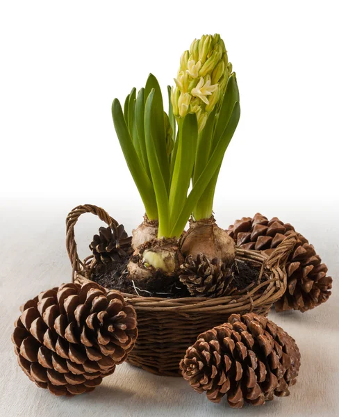 Hyacinth in basket and cones — Stock Photo, Image