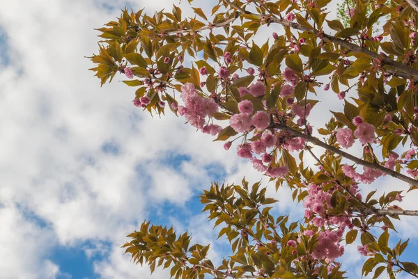 Sakura bloeiende lente — Stockfoto