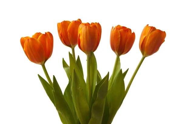 Cinco tulipas laranja — Fotografia de Stock