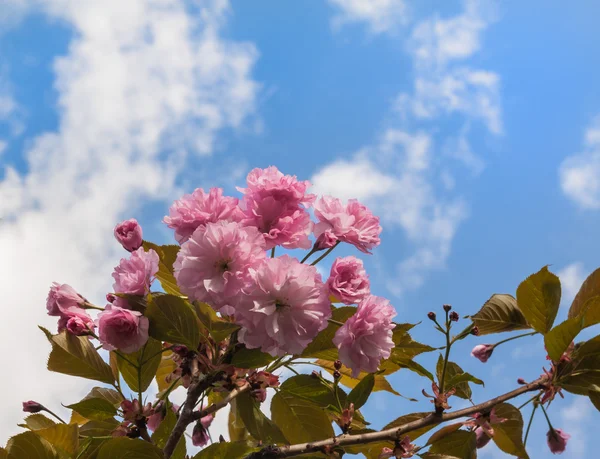 春の桜開花 — ストック写真