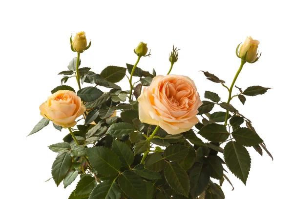 Куст розы персикового цвета — стоковое фото
