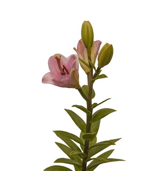 Zweig der Lilien orientalische Hybriden — Stockfoto