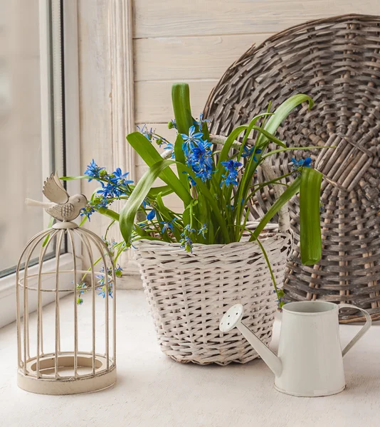 Gaiola decorativa e scilla na cesta — Fotografia de Stock