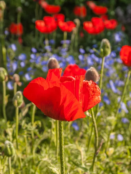 Bloeiende Oosterse papaver — Stockfoto