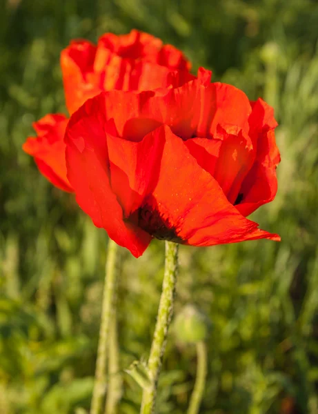 Oriental poppies flowers — Stock Photo, Image