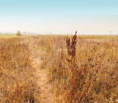 Foggy çayır sonbahar sabahı
