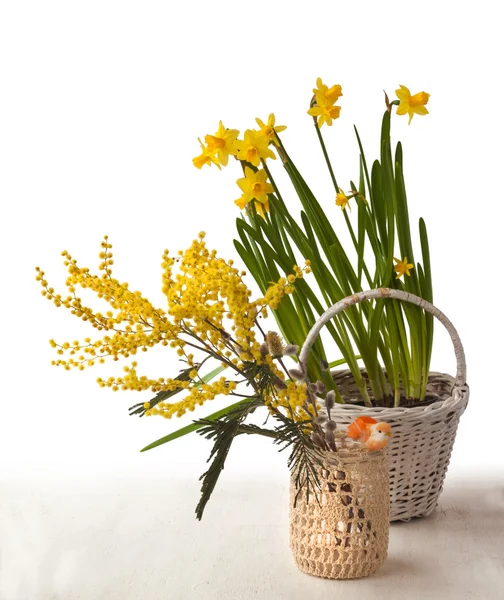 Narcisos de ramo e amarelo Mimosa — Fotografia de Stock