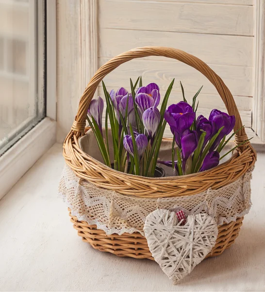 Purple crocuses in basket — Stock Photo, Image