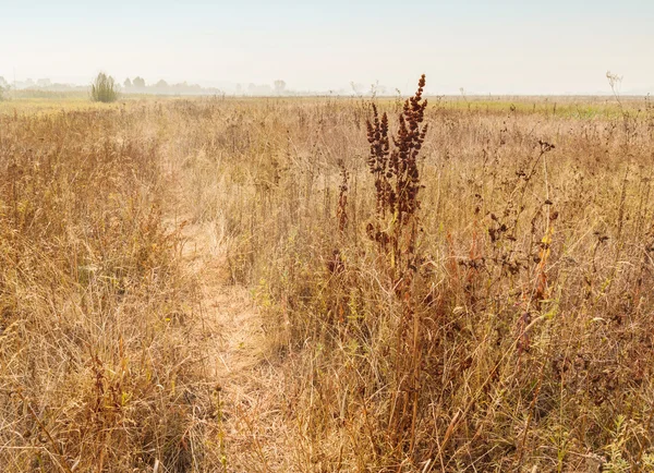 Foggy autumn morning on meadow — Stock Photo, Image