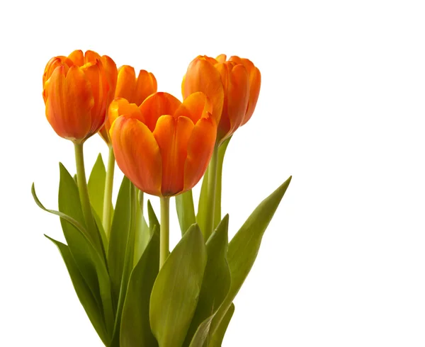 Beautiful orange tulips — Stock Photo, Image