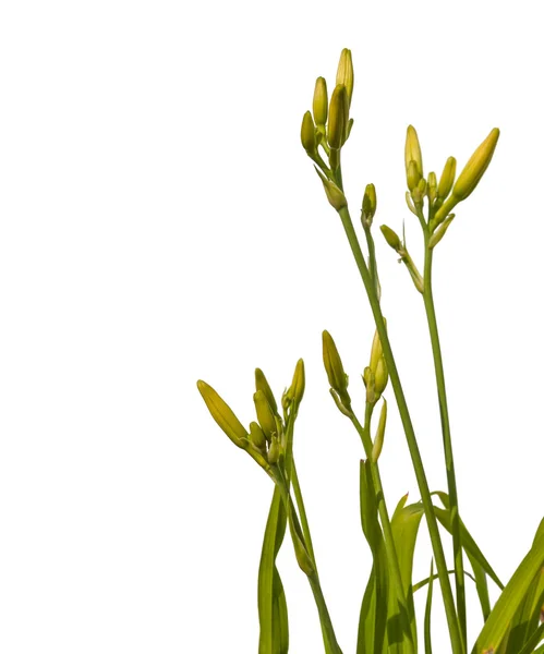 Stems of daylily with buds — Stock Photo, Image