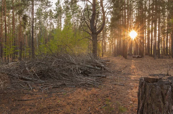 Solnedgång i tallskogen — Stockfoto