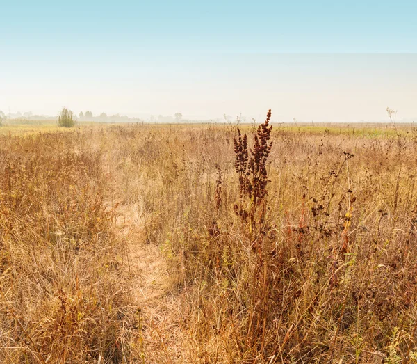 Foggy autumn morning on meadow — Stock Photo, Image